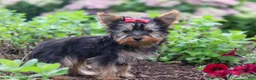 Yorkshire Terrier dogs for sale: Fiona - Ad 6