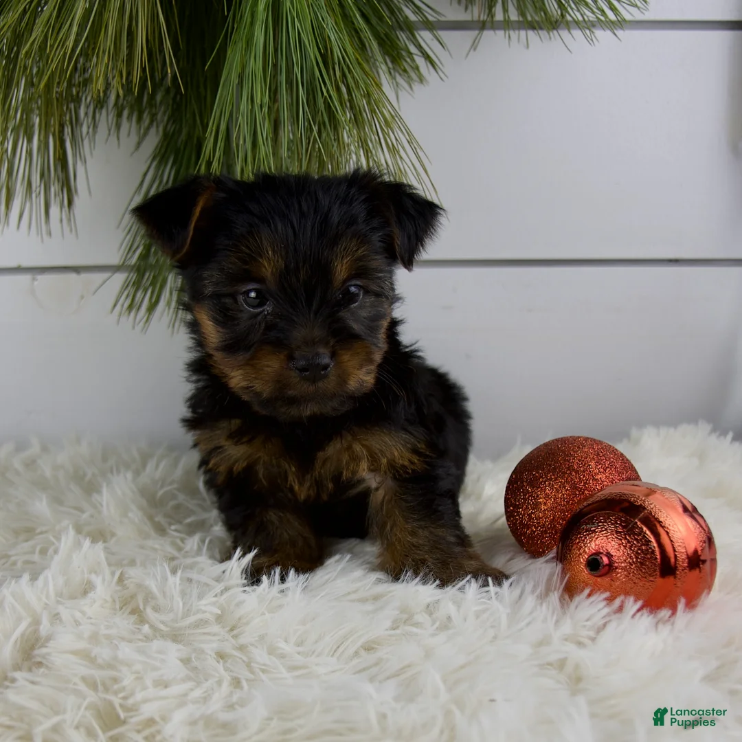 Yorkshire Terrier dogs for sale: Cody - Ad 5