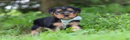 Morkie dogs for sale: Marcus - Ad 5
