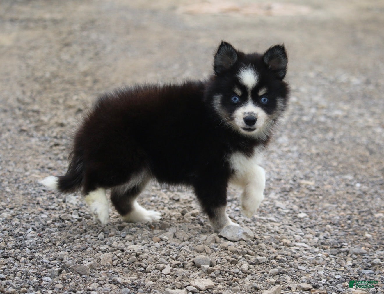 Pomsky dogs Happiny - Ad 2