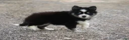 Pomsky dogs for sale: Happiny - Ad 2