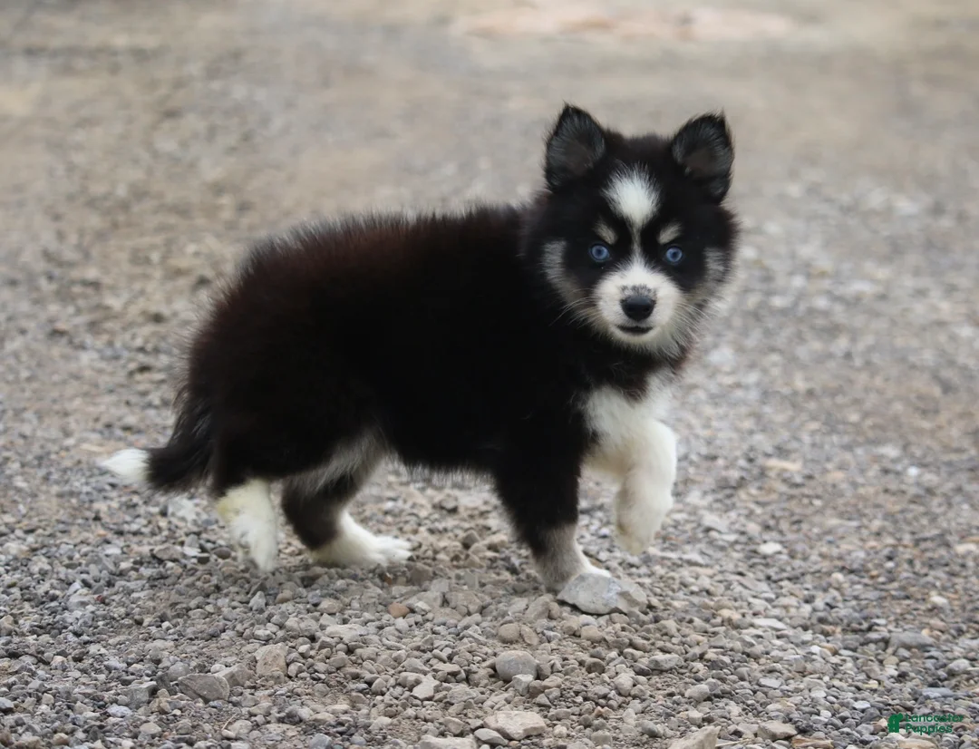 Pomsky dogs for sale: Happiny - Ad 2