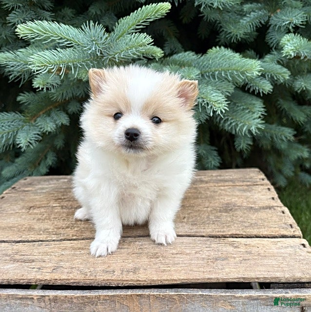Pomeranian dogs Kai - Ad 2