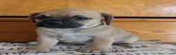 Puggle dogs for sale: Kevin  - Ad 9