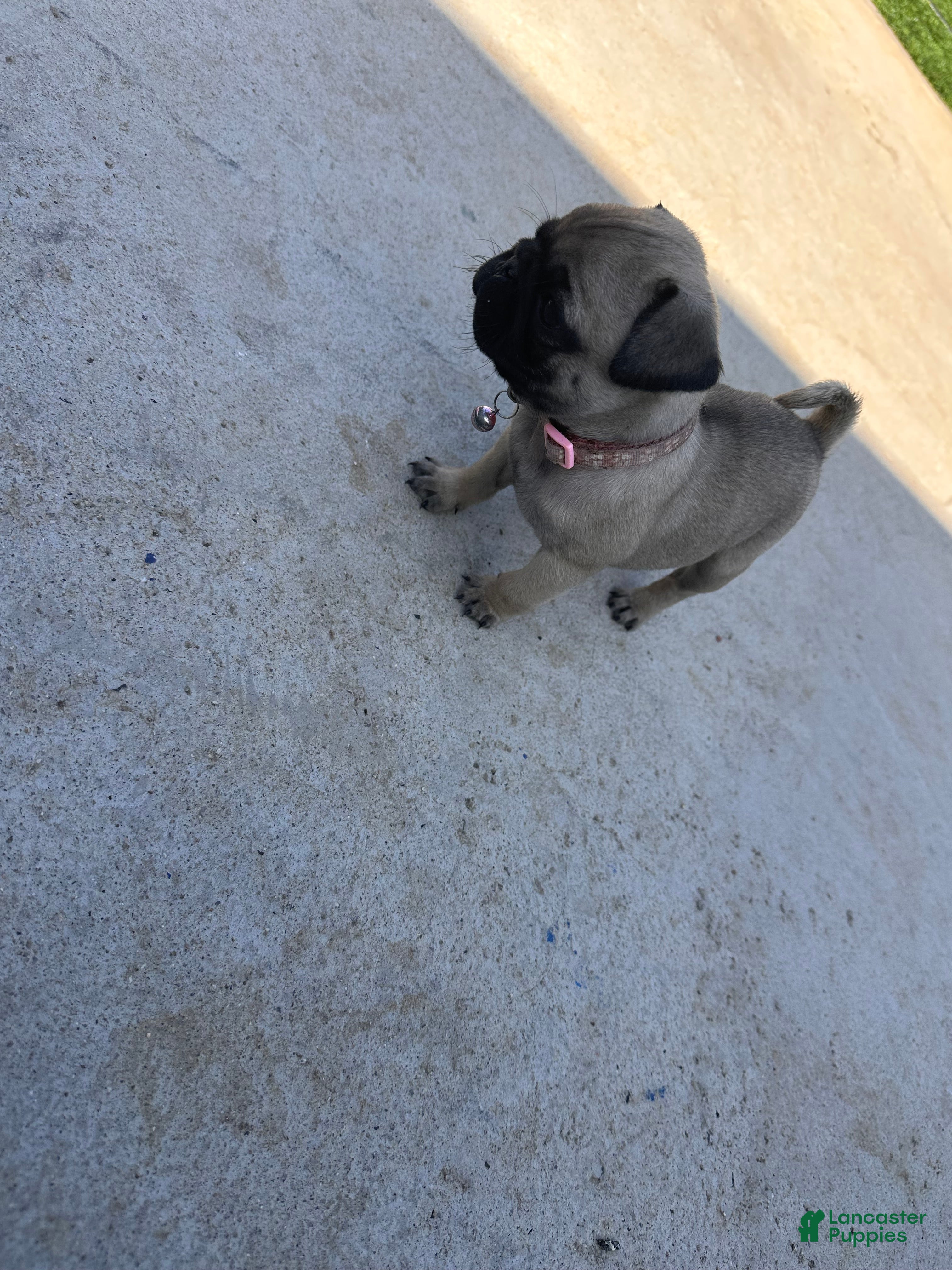 Pug dogs for sale: Pug Puppy 5 pink - Ad 1