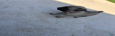 Pug Puppy 5 pink