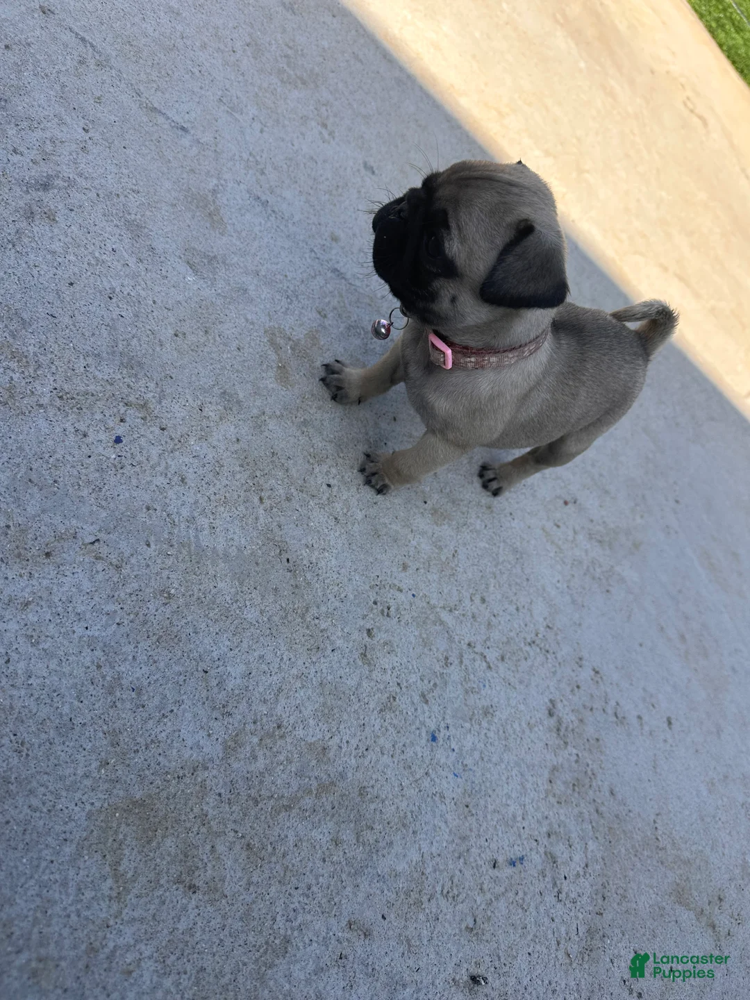 Pug dogs for sale: Pug Puppy 5 pink - Ad 1