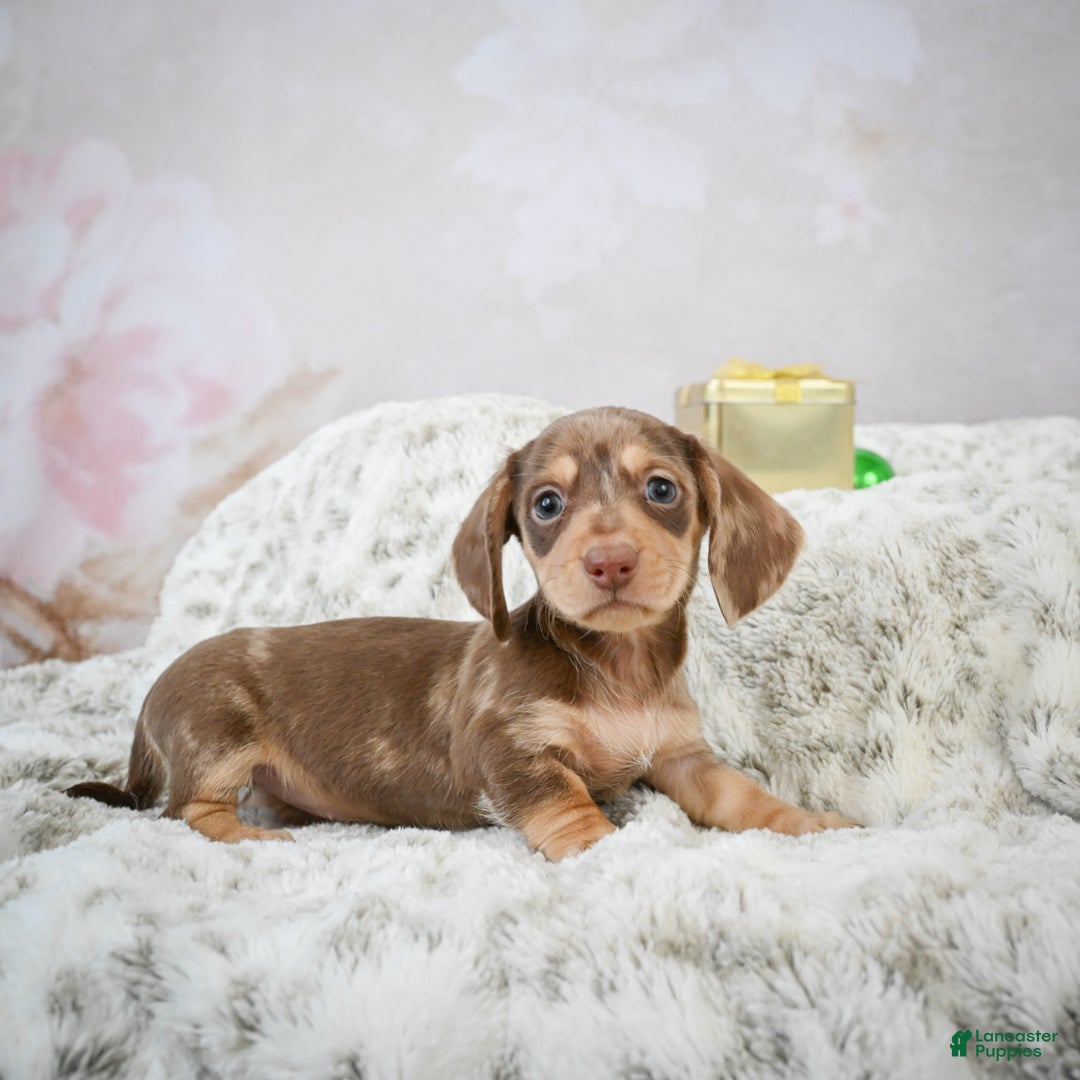 Miniature Dachshund dogs for sale: Eloise - Ad 12