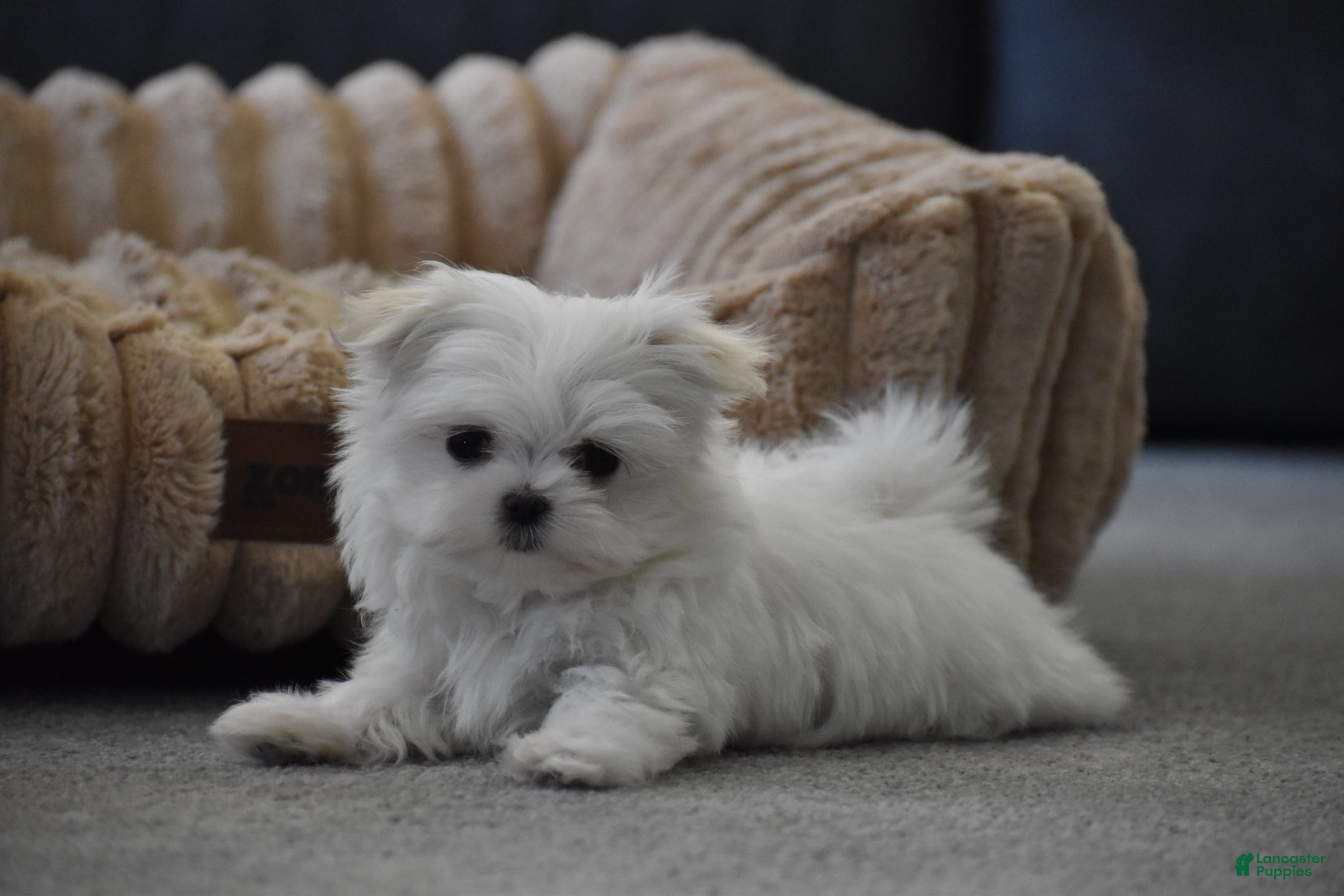 Maltese dogs Tiny - Ad 2