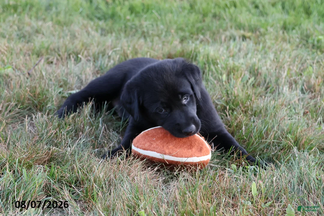 Goldador dogs for sale: Kia - Ad 2