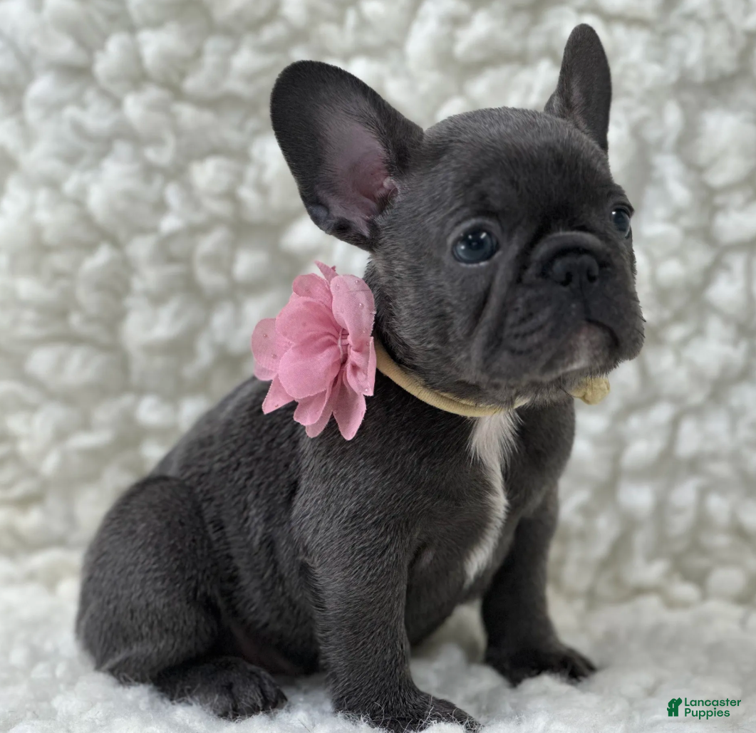 Mixed Breed dogs Molly  - Ad 1