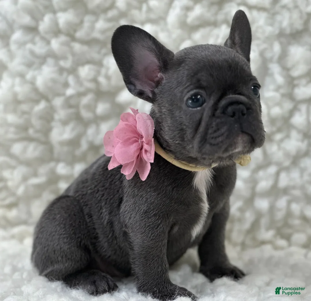 Mixed Breed dogs for sale: Molly  - Ad 1