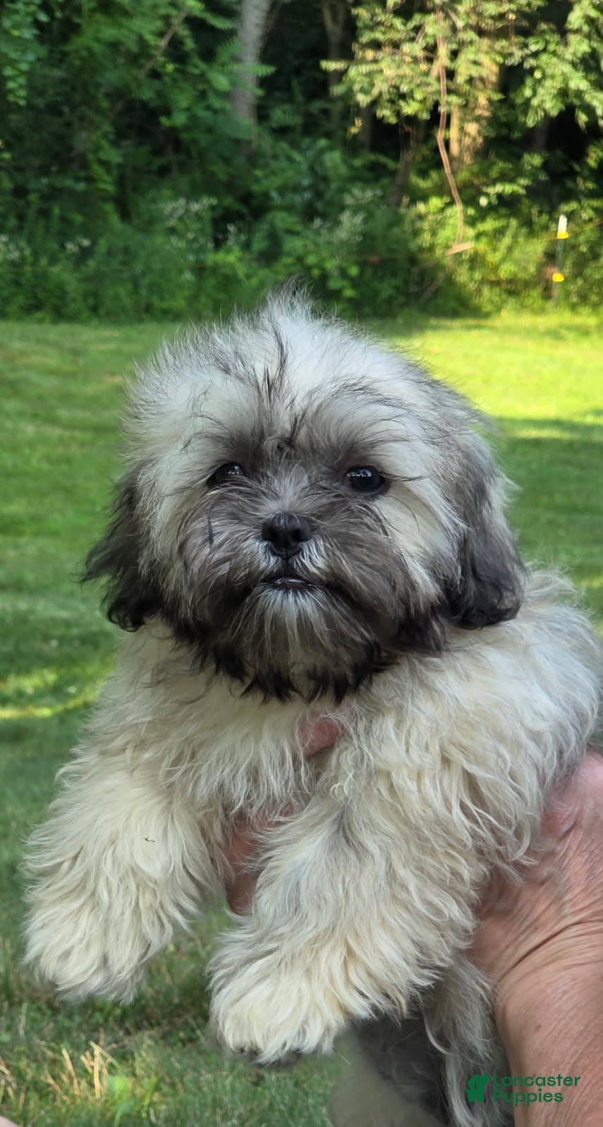Teddy Bear dogs Penny - Ad 1