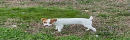 Jack Russell Terrier dogs for sale: Jack Russell Terrier Boy 1 - Ad 3