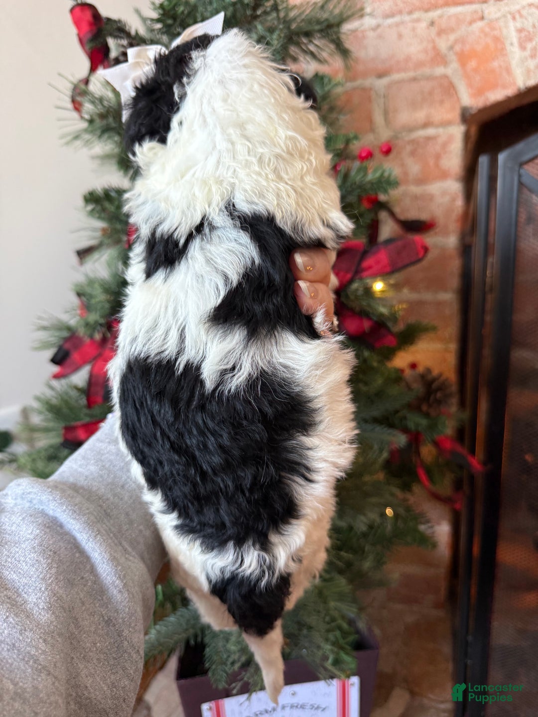 Mixed Breed dogs for sale: Patty - Ad 7