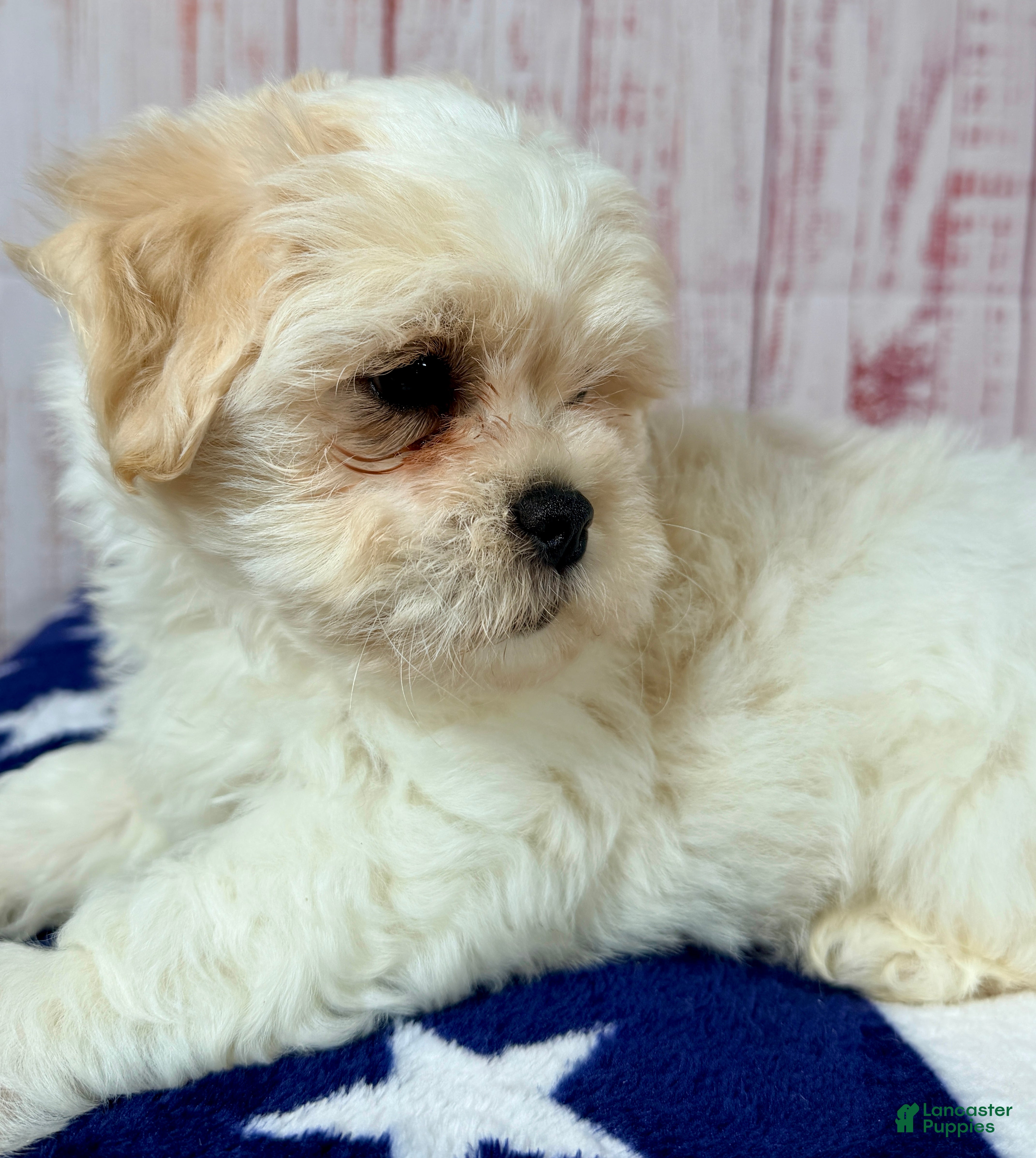Teddy Bear dogs Mr Fluffles - Ad 2