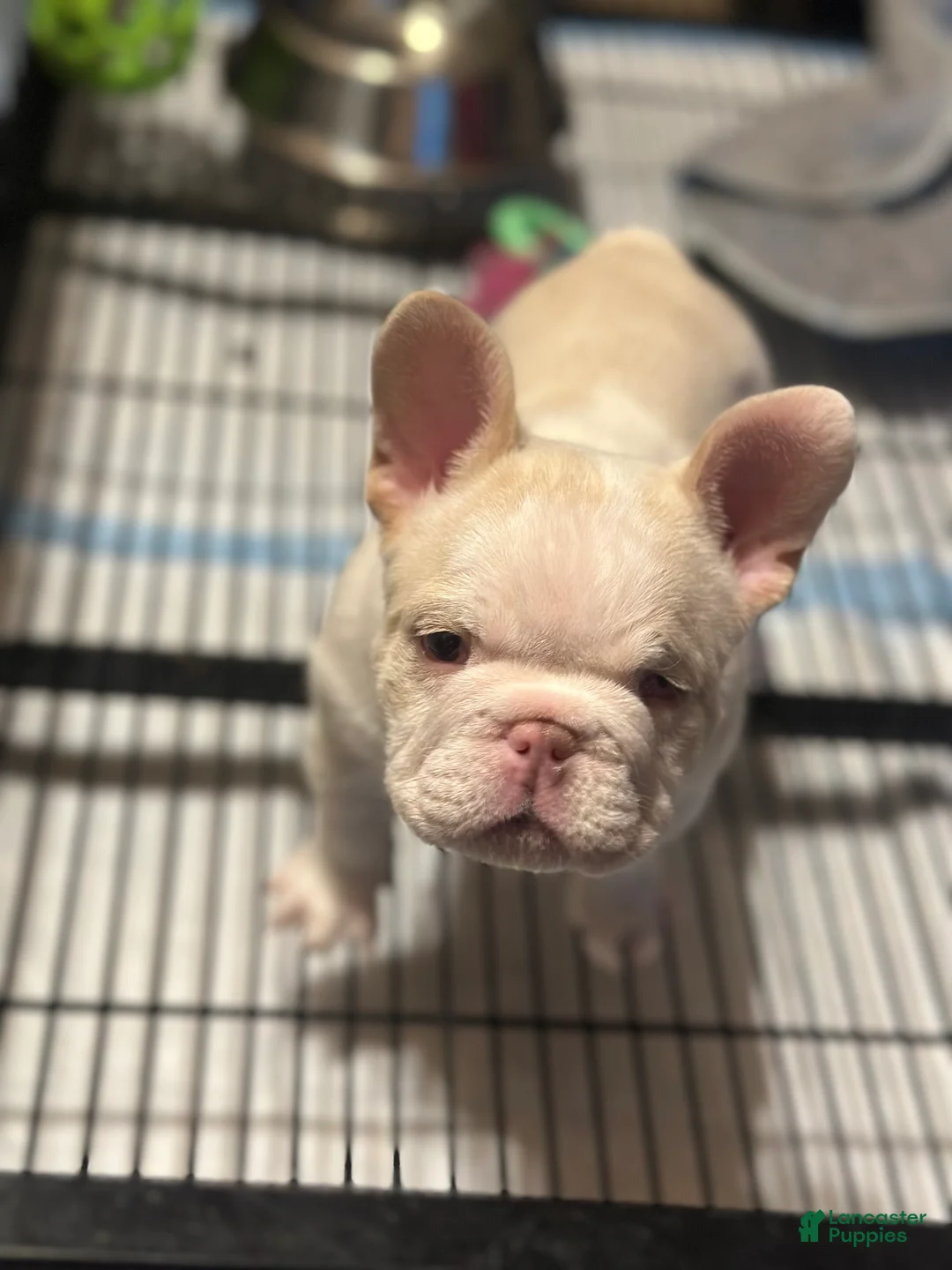French Bulldog dogs for sale: French Bulldog Puppy 1 - Ad 4