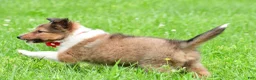 Shetland Sheepdog dogs for sale: Karma - Ad 7