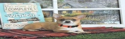 Chihuahua dogs for sale: Fritz - Ad 1