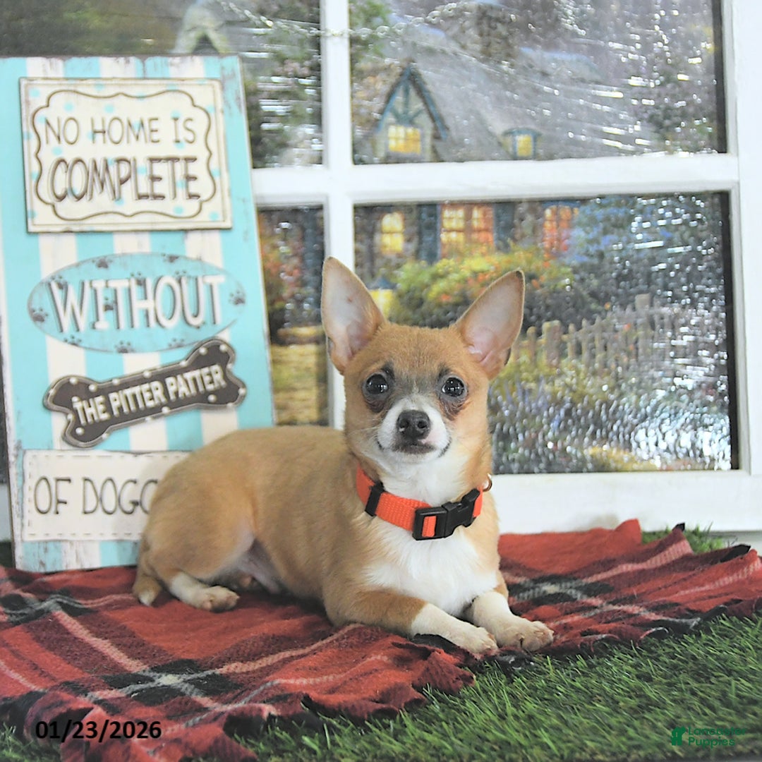 Chihuahua dogs for sale: Fritz - Ad 1