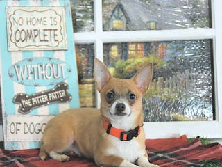 Chihuahua dogs Fritz - Ad 4