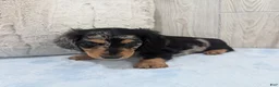 Miniature Dachshund dogs for sale: Shadow - Ad 3