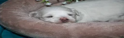 Maltese dogs for sale: Diva - Ad 13