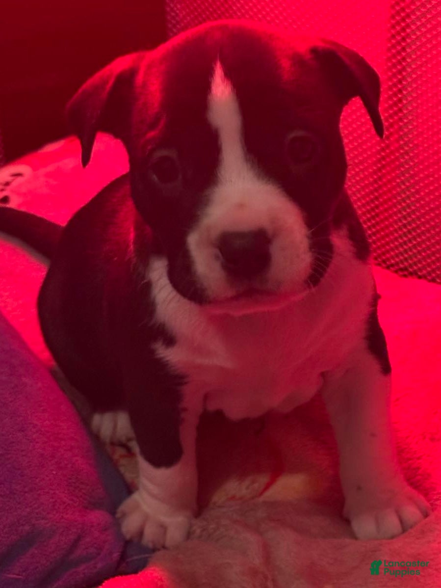 American Bully dogs American Bully Puppy 1 - Ad 2