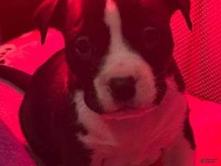 American Bully dogs American Bully Puppy 1 - Ad 2