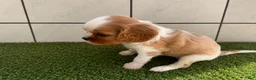 Cavalier King Charles Spaniel dogs for sale: Cavalier King Charles Spaniel 1 - Ad 4