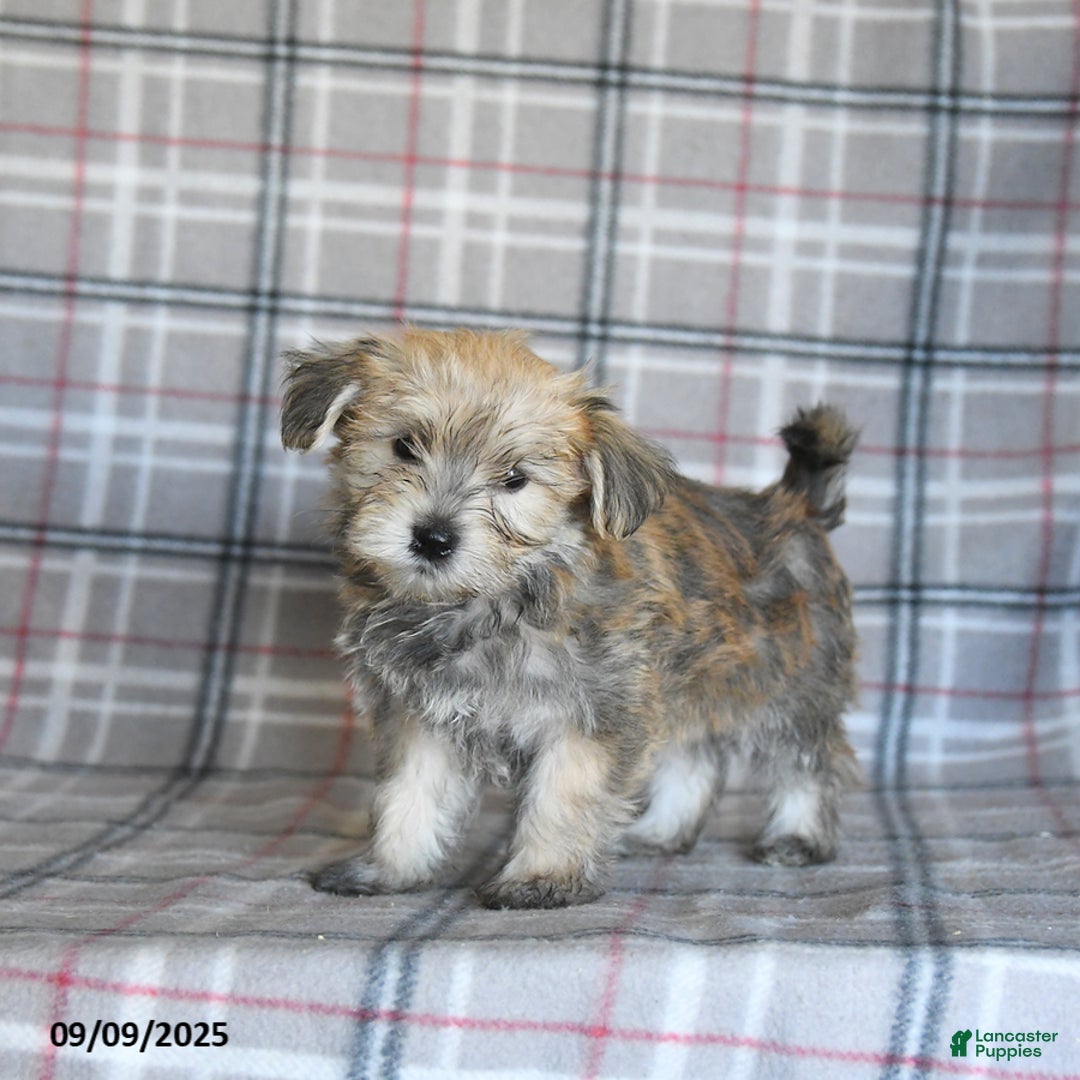 Morkie dogs for sale: Vinnie - Ad 4