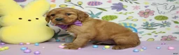 Golden Retriever dogs for sale: Chance - Ad 7