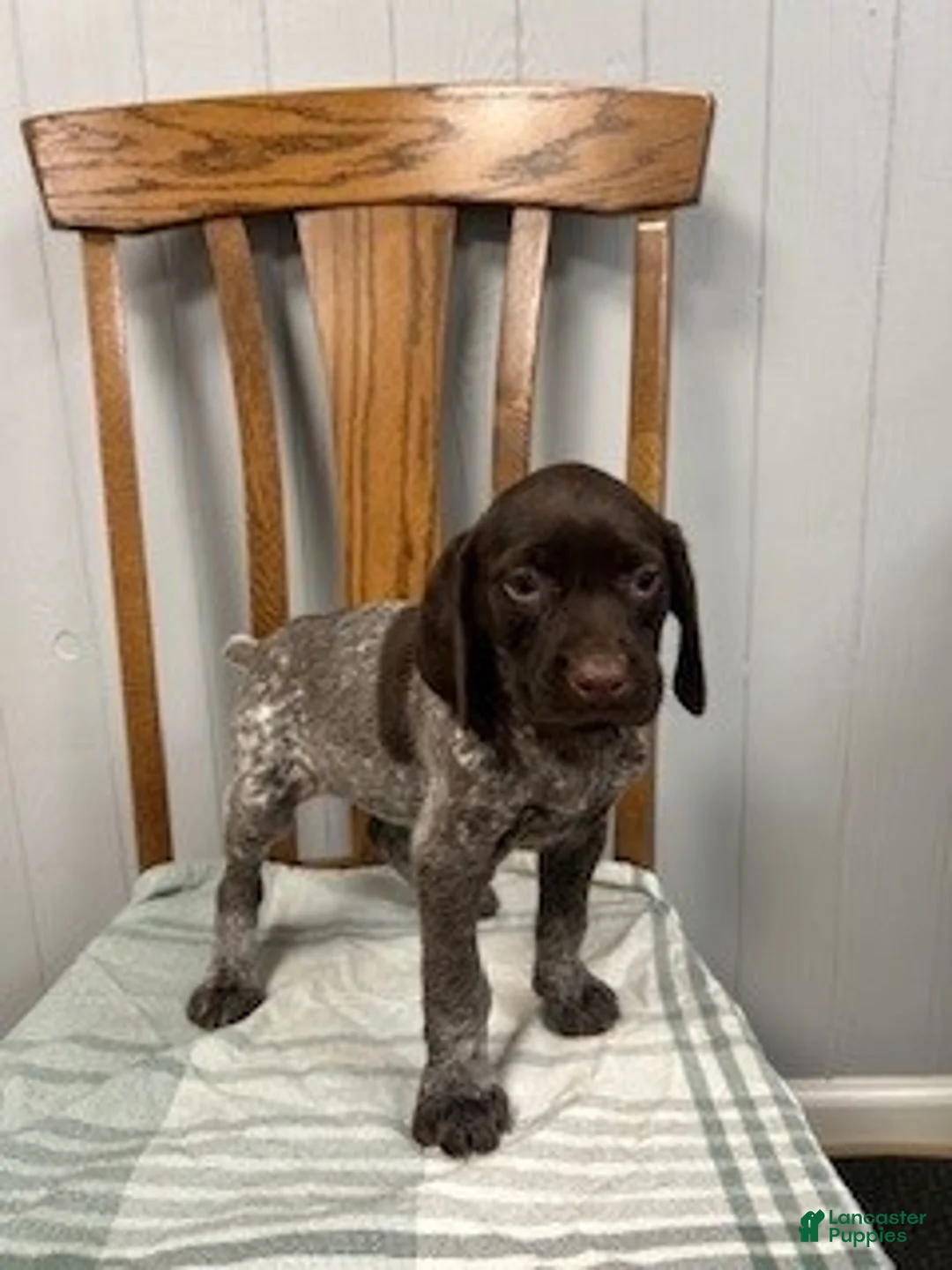 German Shorthaired Pointer dogs for sale: Chloe - Ad 1