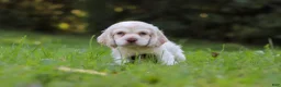 Cocker Spaniel dogs for sale: Benji - Ad 3