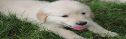 Golden Retriever dogs for sale: Golden Retriever 5 - Ad 3