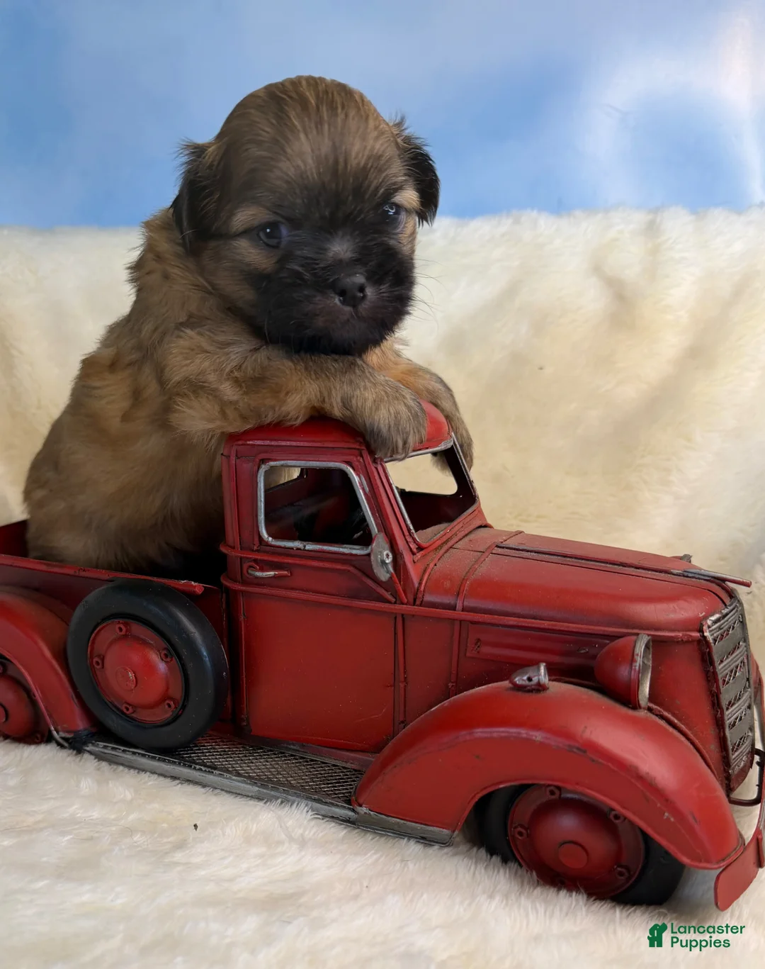 Mixed Breed dogs for sale: Mixed Breed Puppy 1 - Ad 1