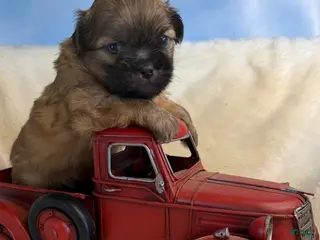 Mixed Breed dogs Mixed Breed Puppy 1 - Ad 15