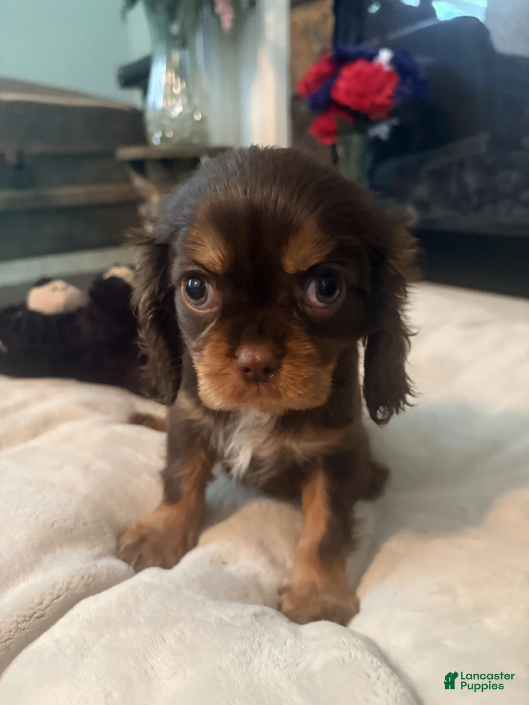 Cavalier King Charles Spaniel dogs for sale: Layla  - Ad 1