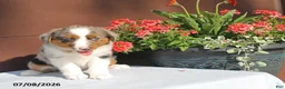 Miniature Australian Shepherd dogs for sale: Annie - Ad 3