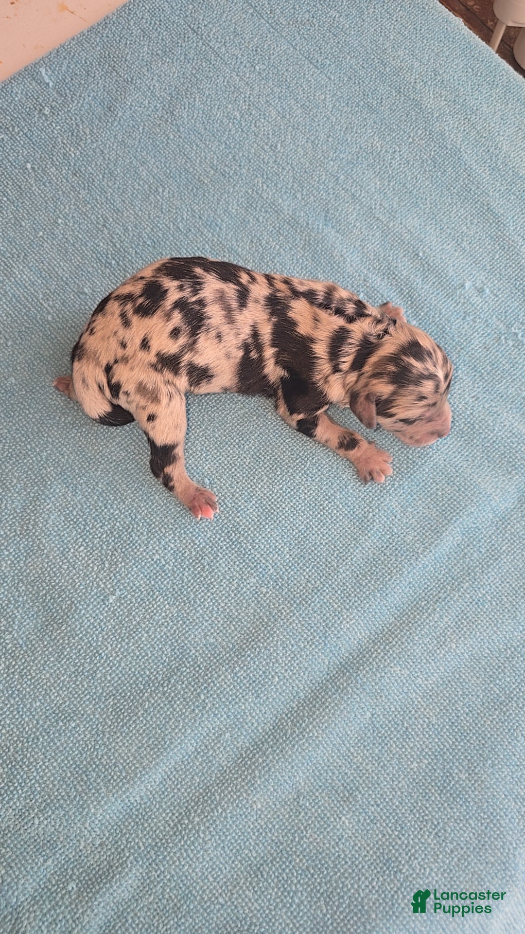 Mixed Breed dogs for sale: Merle - Ad 6