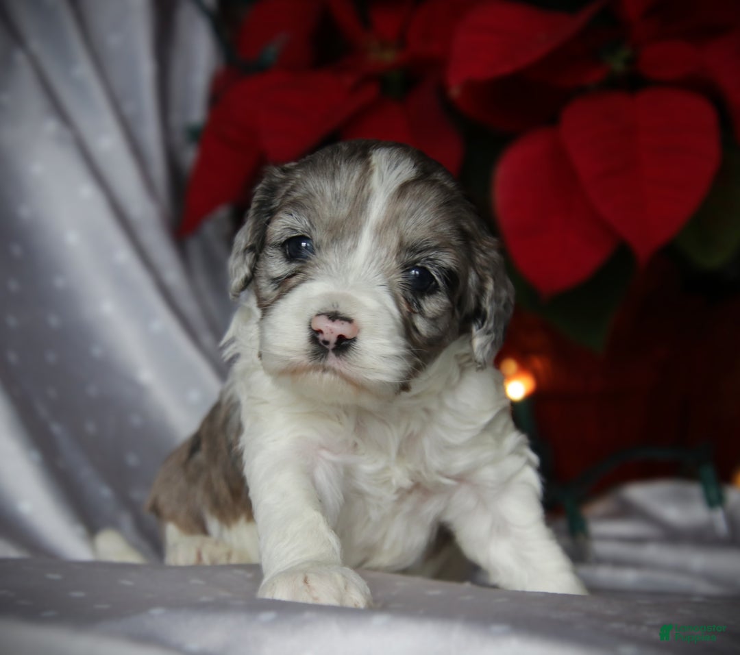 Cockapoo dogs for sale: Starlight - Ad 2