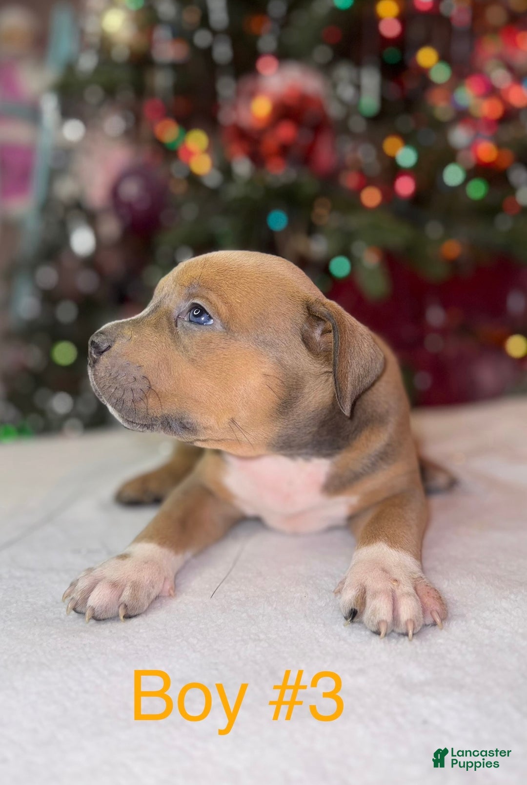 American Bully dogs for sale: American Bully Puppy 1 - Ad 1