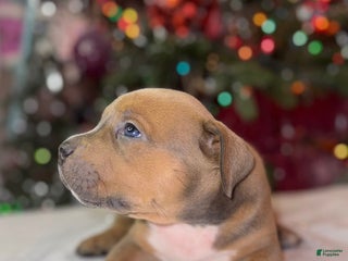 American Bully dogs American Bully Puppy 1 - Ad 4