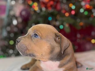 American Bully dogs American Bully Puppy 1 - Ad 42
