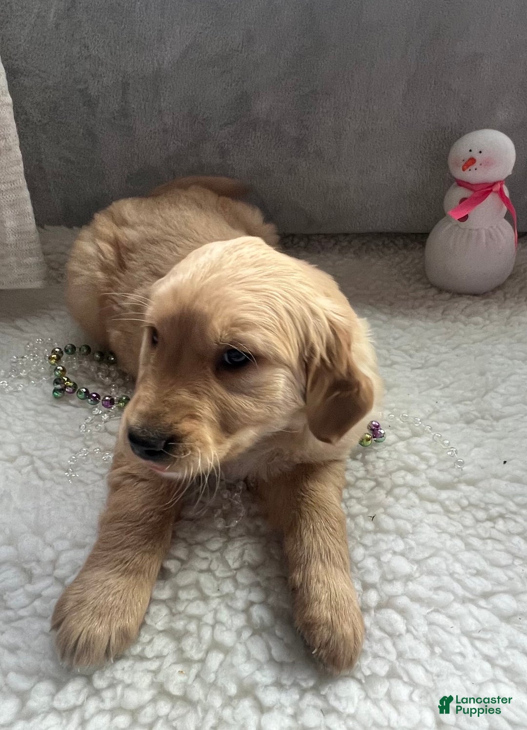 Golden Retriever dogs for sale: Benson  - Ad 6