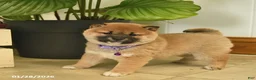 Shiba Inu dogs for sale: Cherub  - Ad 1