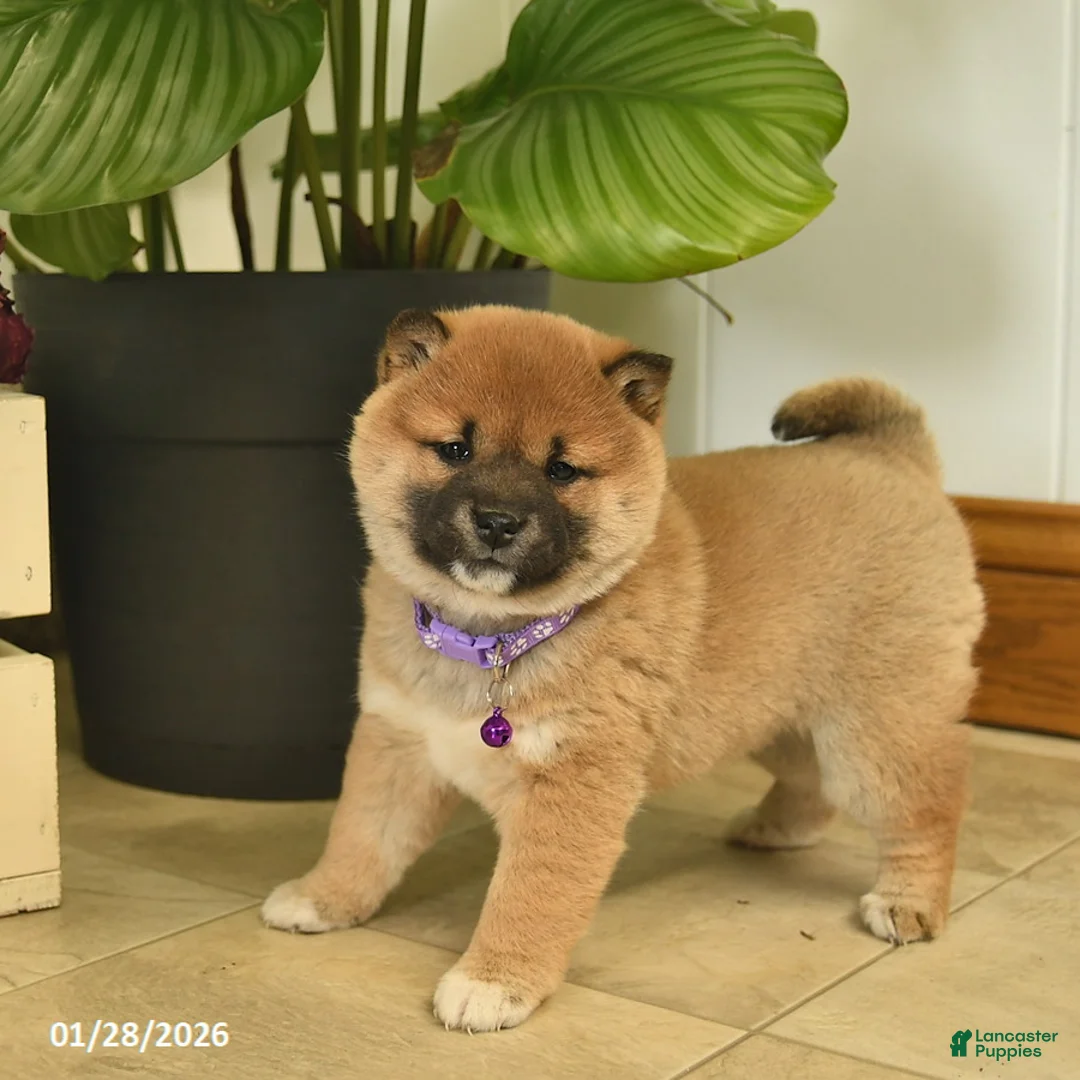 Shiba Inu dogs for sale: Cherub  - Ad 1