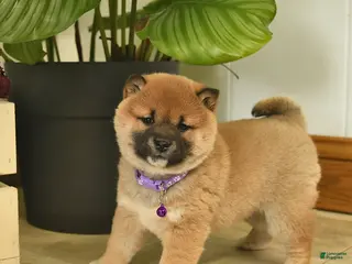 Shiba Inu dogs Cherub - Ad 38