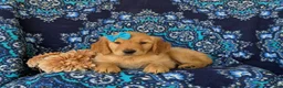 Golden Retriever dogs for sale: Cami - Ad 5