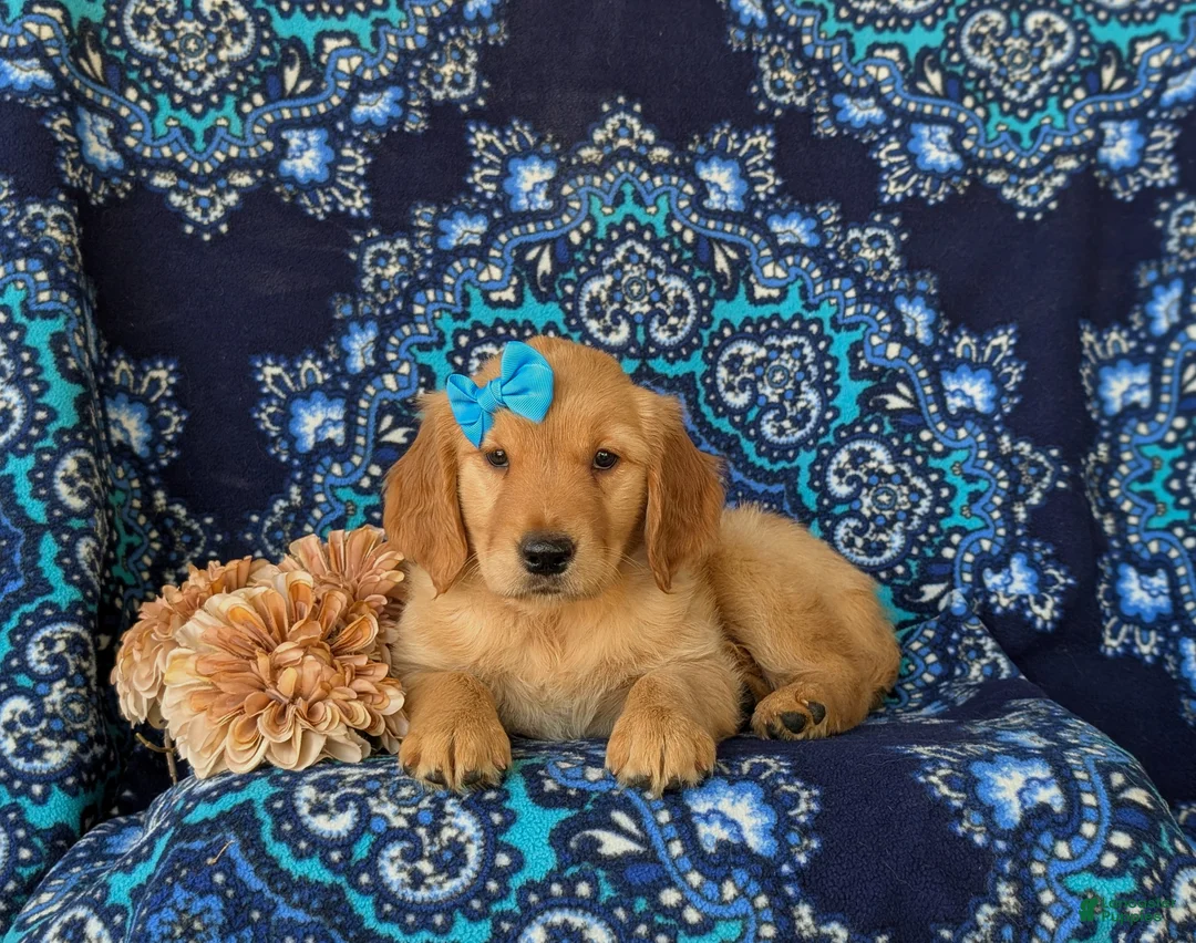 Golden Retriever dogs for sale: Cami - Ad 5